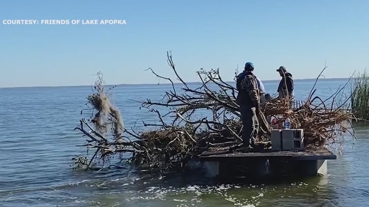 Old citrus trees anchored to the bottom of Lake Apopka to attract fish - Vimarsana News