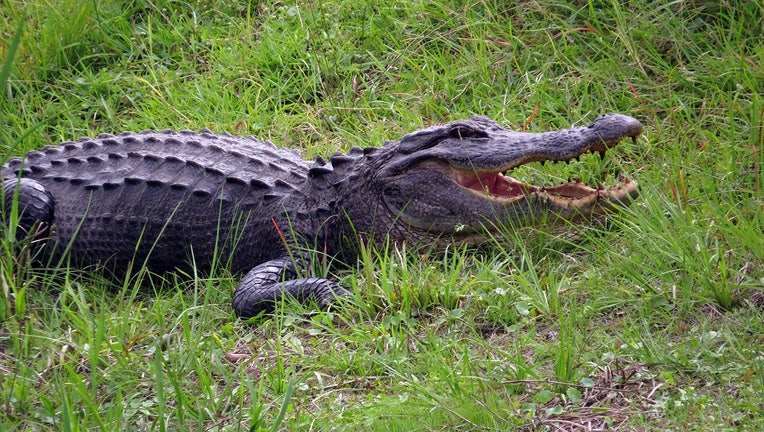 Alligator