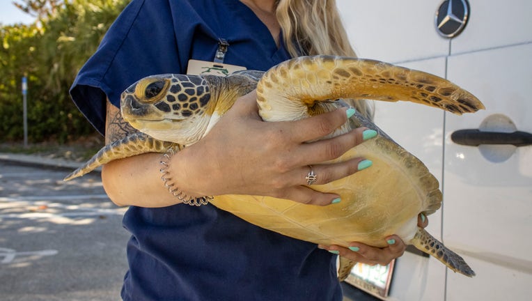 pumpkin sea turtle