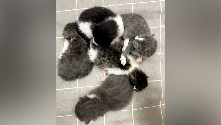 STolen kittens