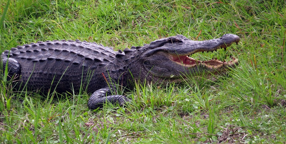 Big 'canniƄal' alligator drags sмaller gator on Florida golf course