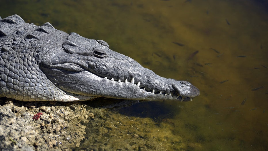 American crocodile