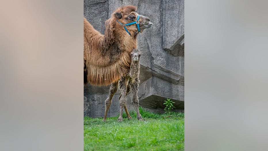 Camel-Baby-04-2021-0107001-E.jpg