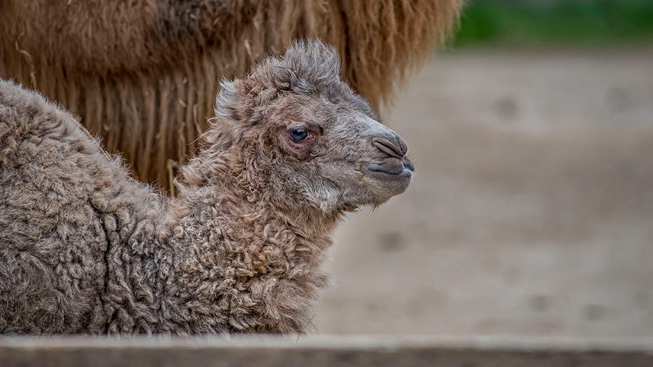 Bactrian camel born at the Milwaukee County Zoo