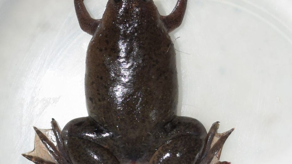 Frog.jpg