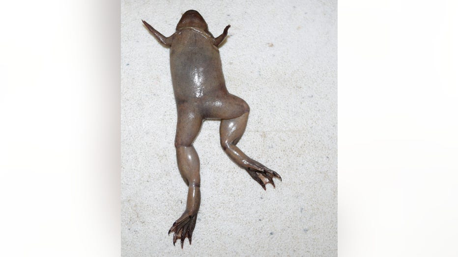 Shows-claws-on-hind-limbs.jpg