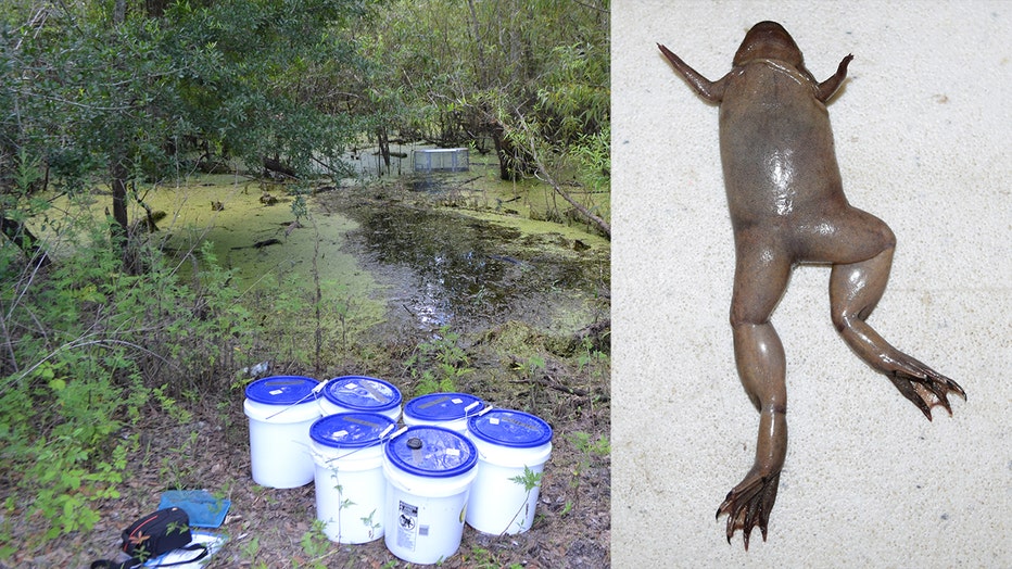 tropical clawed frog