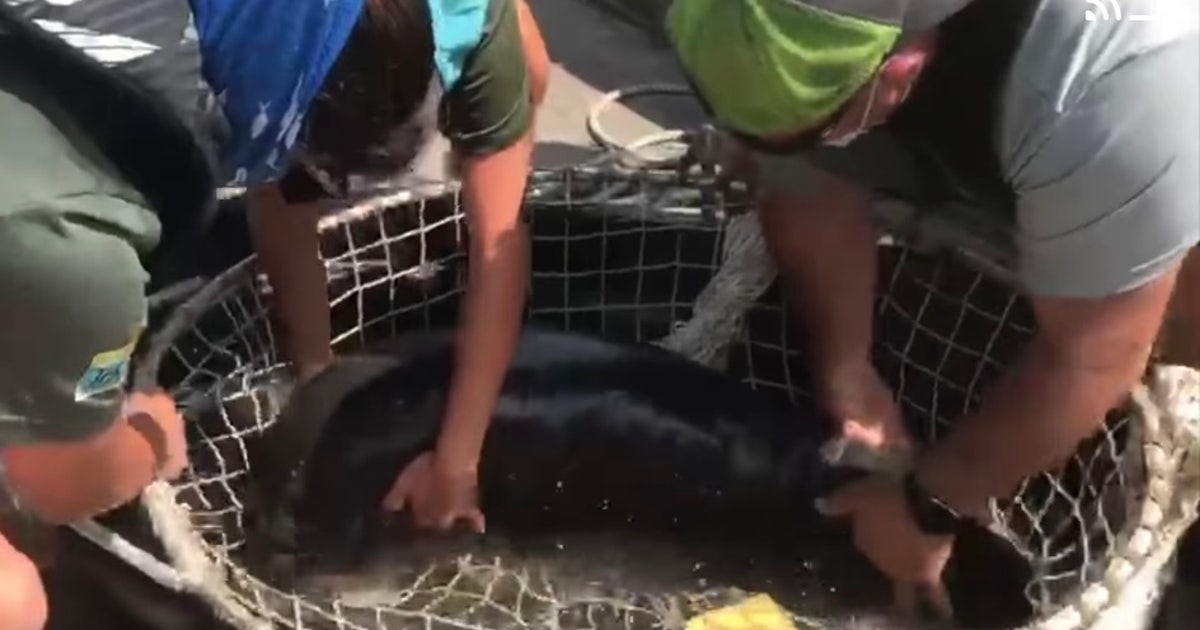 WATCH: Baby manatee found swimming alone rescued from Florida river ...
