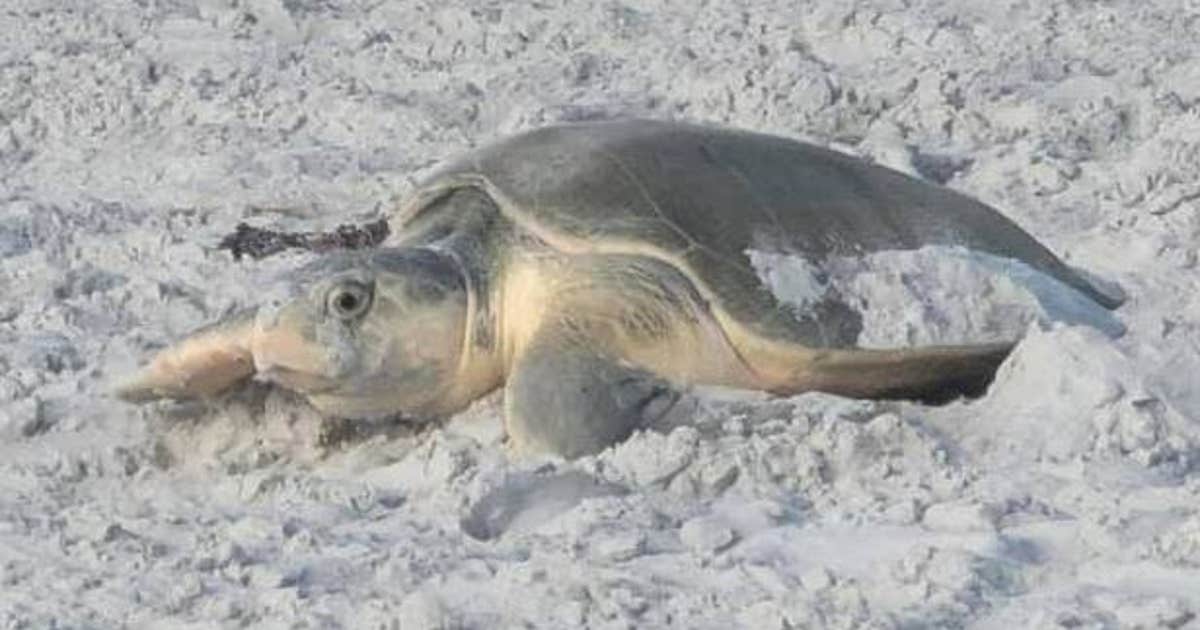 Rare, endangered sea turtle lays nest on Central Florida beach | FOX 35 ...