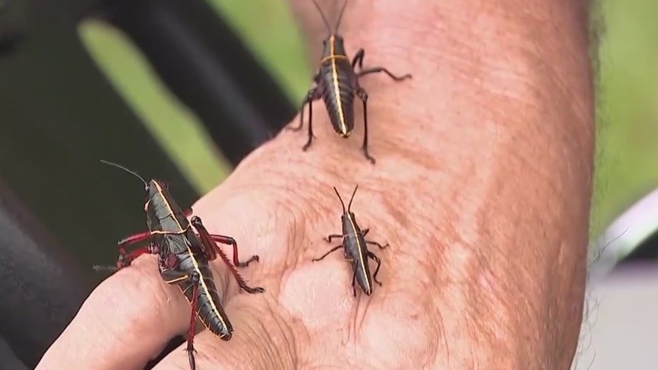 Experts: Protect your lawn from this pest before it's too late - Vimarsana News