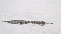 Alligator bites, deadly attacks in Florida: Year-by-Year breakdown