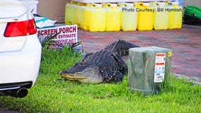 Florida deputies keep close watch over wayward alligator