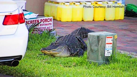 Florida deputies keep close watch over wayward alligator