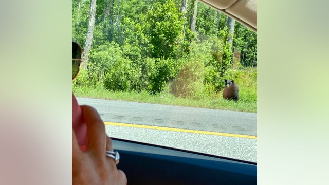 Bear spotted in grassy median along Interstate 4 in Volusia County