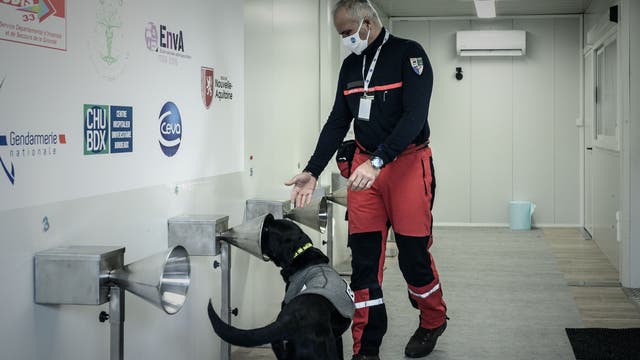 Dogs 97% effective in detecting COVID-19 in human sweat, according to French study