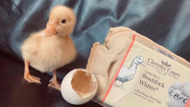 Duck hatches from free-range egg woman bought from grocery store