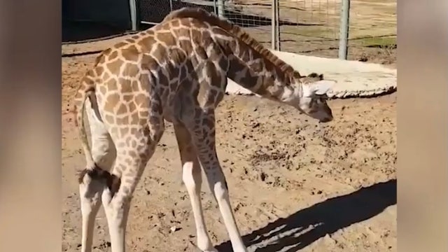 Adorable! Baby giraffe discovers her own shadow