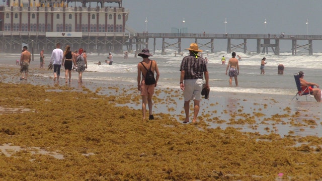 Winds, heavy surf push massive amounts of seaweed onto Central Florida beaches