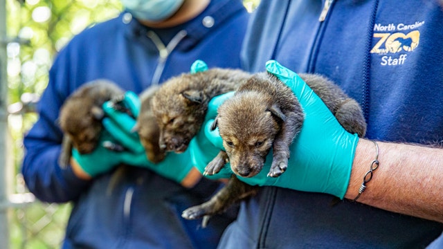12 endangered red wolf puppies born at North Carolina Zoo