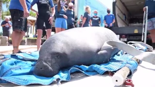 SeaWorld Orlando releases Chessie the manatee back into the wild