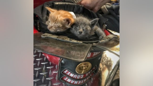 2 kittens rescued from storm drain, 1 ready to be adopted soon