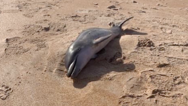 Baby dolphin washes ashore at Central Florida beach, officials say