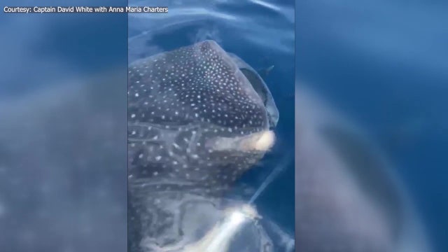 ‘I think he likes us’: 3 whale sharks surprise fishing captain, customers off Anna Maria Island