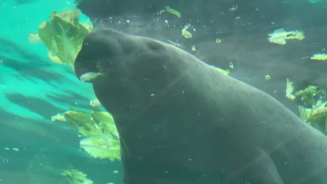 FWC to begin feeding malnourished manatees in Indian River Lagoon