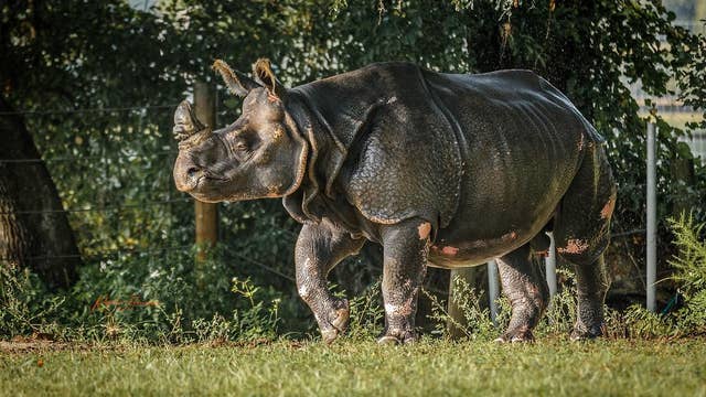 Oldest captive rhino celebrates birthday at Florida wildlife rescue