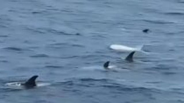 Rare white dolphin spotted swimming with pod off California coast