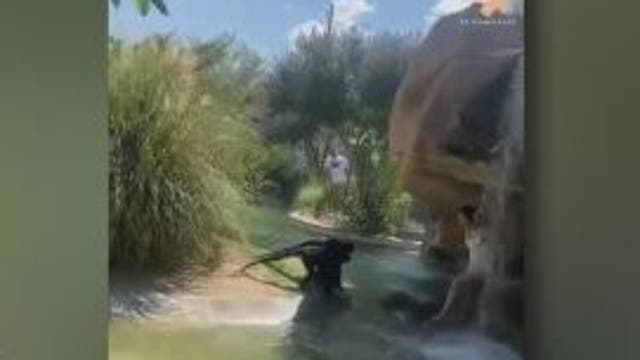 Woman breaks into monkey exhibit at zoo, feeds them Hot Cheetos: report