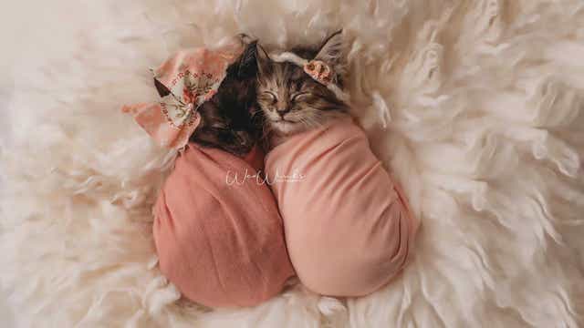 Photographer rescues abandoned kittens, takes adorable newborn photos of them