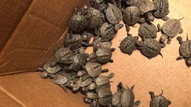 More than 800 turtles rescued from New Jersey storm drains