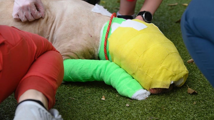 Child accused of intentionally setting dog on fire won't be charged, police say - Vimarsana News