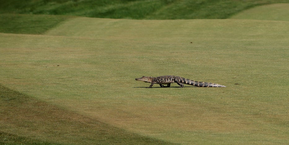 køn Smag designer PGA Championship sees brief delay after baby alligator appears on the course