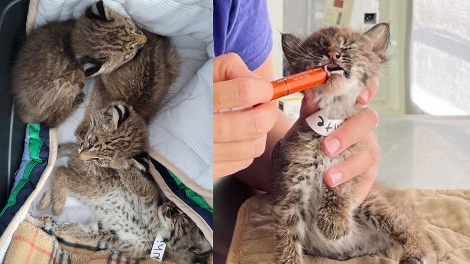 Bobcat Kittens Adopted By Carole Baskin Big Cat Rescue After Mom Bobcat Kittens Adopted By Carole Baskin Big Cat Rescue After Mom