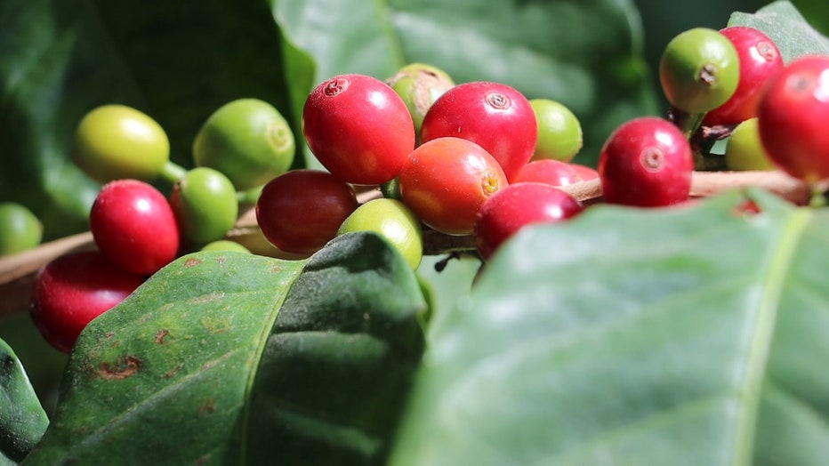 COFFEE-BREEDING-MAY-2021-SWEEPS_WTVTec26_186.mp4_.00_00_15_47.Still001.jpg