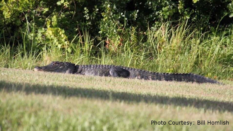 Hare øretelefon apologi Florida deputies keep close watch over wayward alligator
