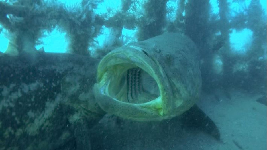 grouper-fwc1-resized.jpg