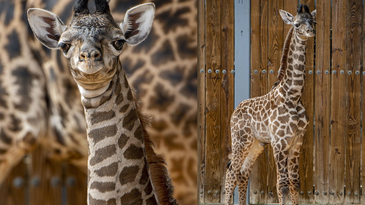 Disney's Animal Kingdom welcomes in healthy boy giraffe calf