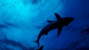 2 Florida shark attacks reported in separate vacation hotspots as summer beach season starts