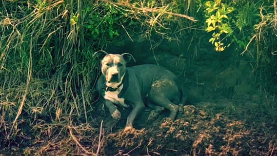 Dog pulled from ditch near Daytona Beach International Airport