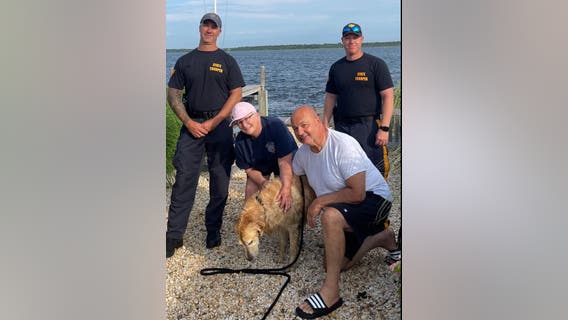 Golden retriever missing for 2 weeks found swimming in bay by NJSP, reunited with owners