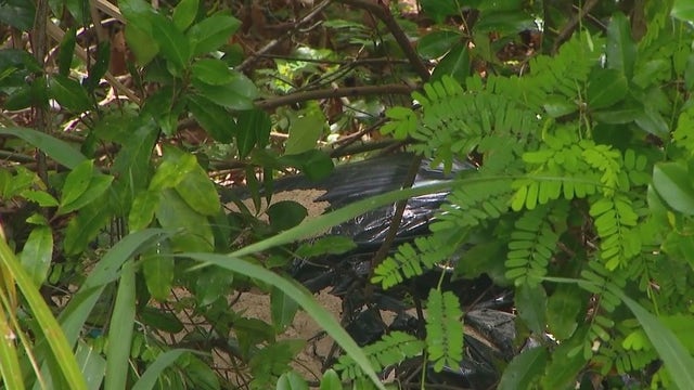 Winter Park Community overtaken by smell of dead animals