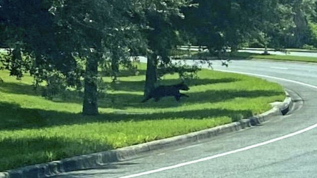 Bear spotted roaming on UCF campus