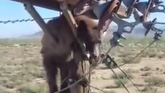 Video shows bear stuck at the top of utility pole in Arizona