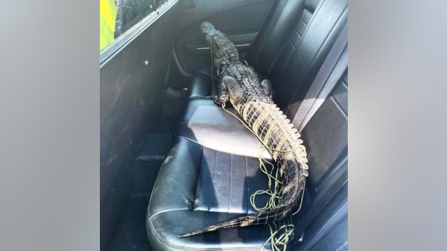 Only in Florida: Alligator hitches ride in back of patrol car