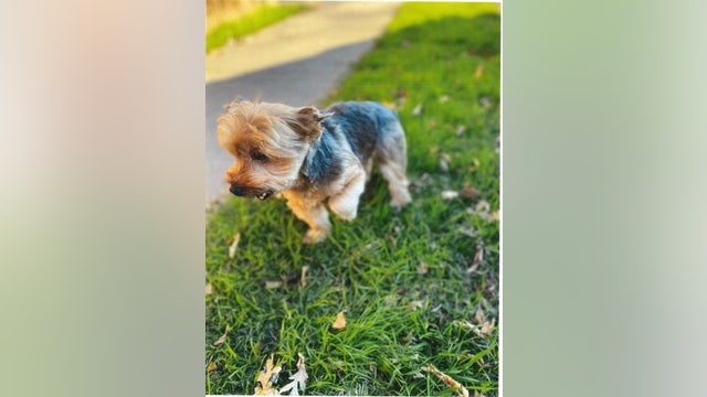 Stockton woman reunited with Yorkshire terrier stolen in San Francisco