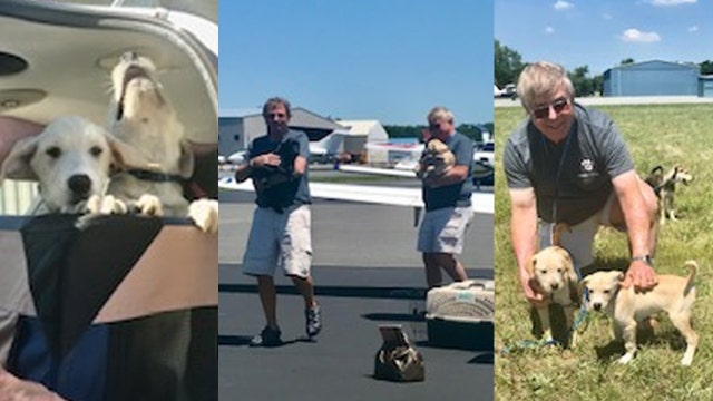 10 puppies rescued and flown to care by 'Pilots N Paws' charity
