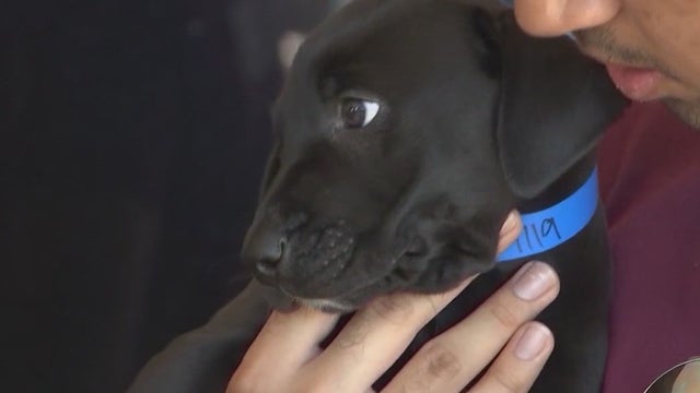 Florida hurricane tax ‘holiday’ adds pet supplies